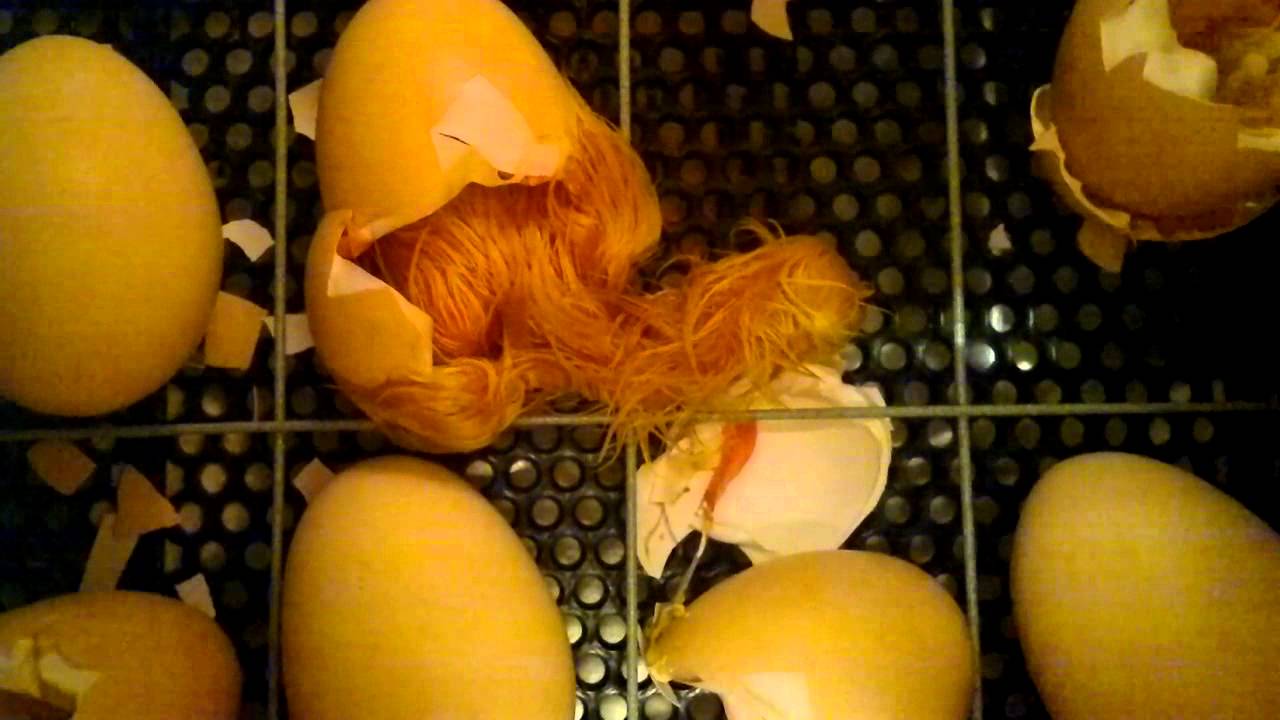 как сделать чтобы из яиц вылупились цыплята майнкрафт #2