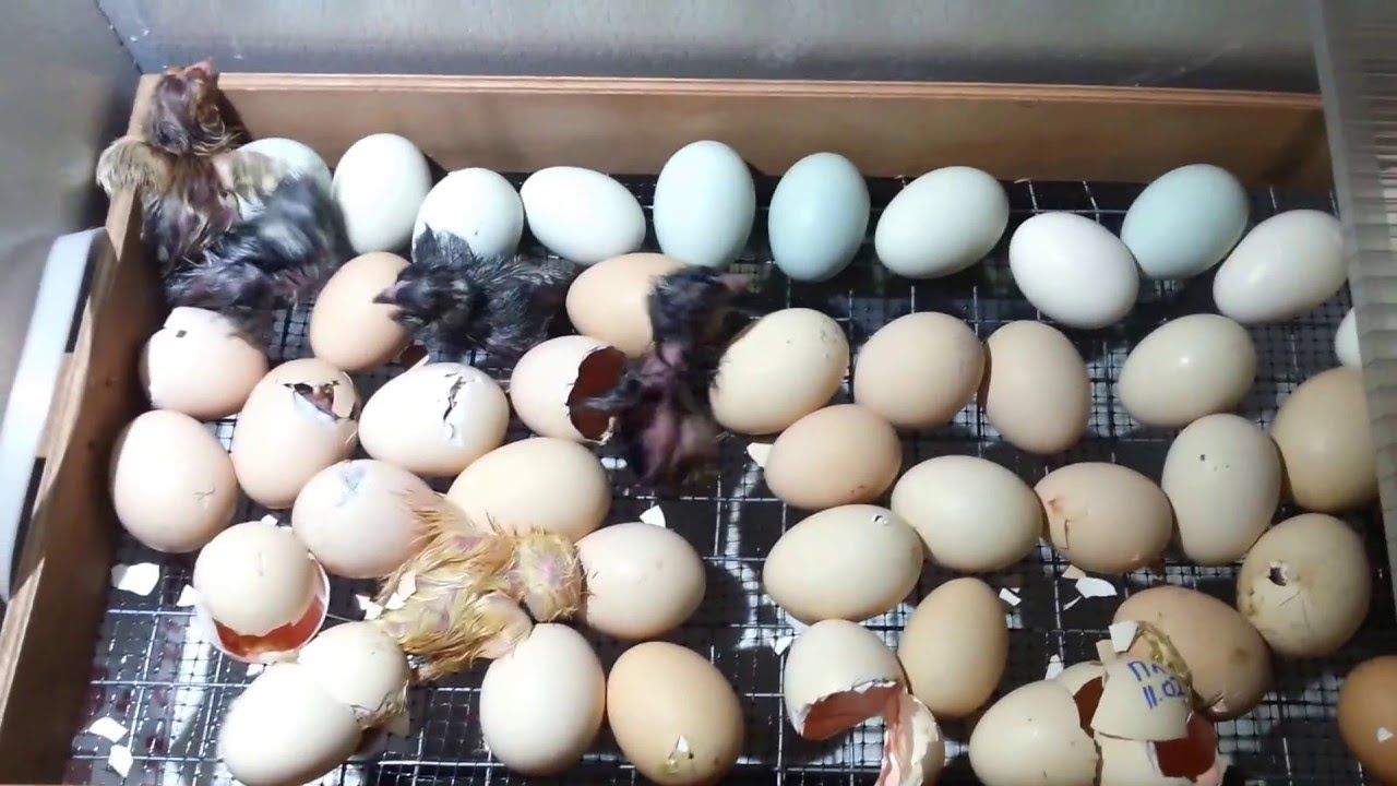 Искусственная инкубация яиц индеек
