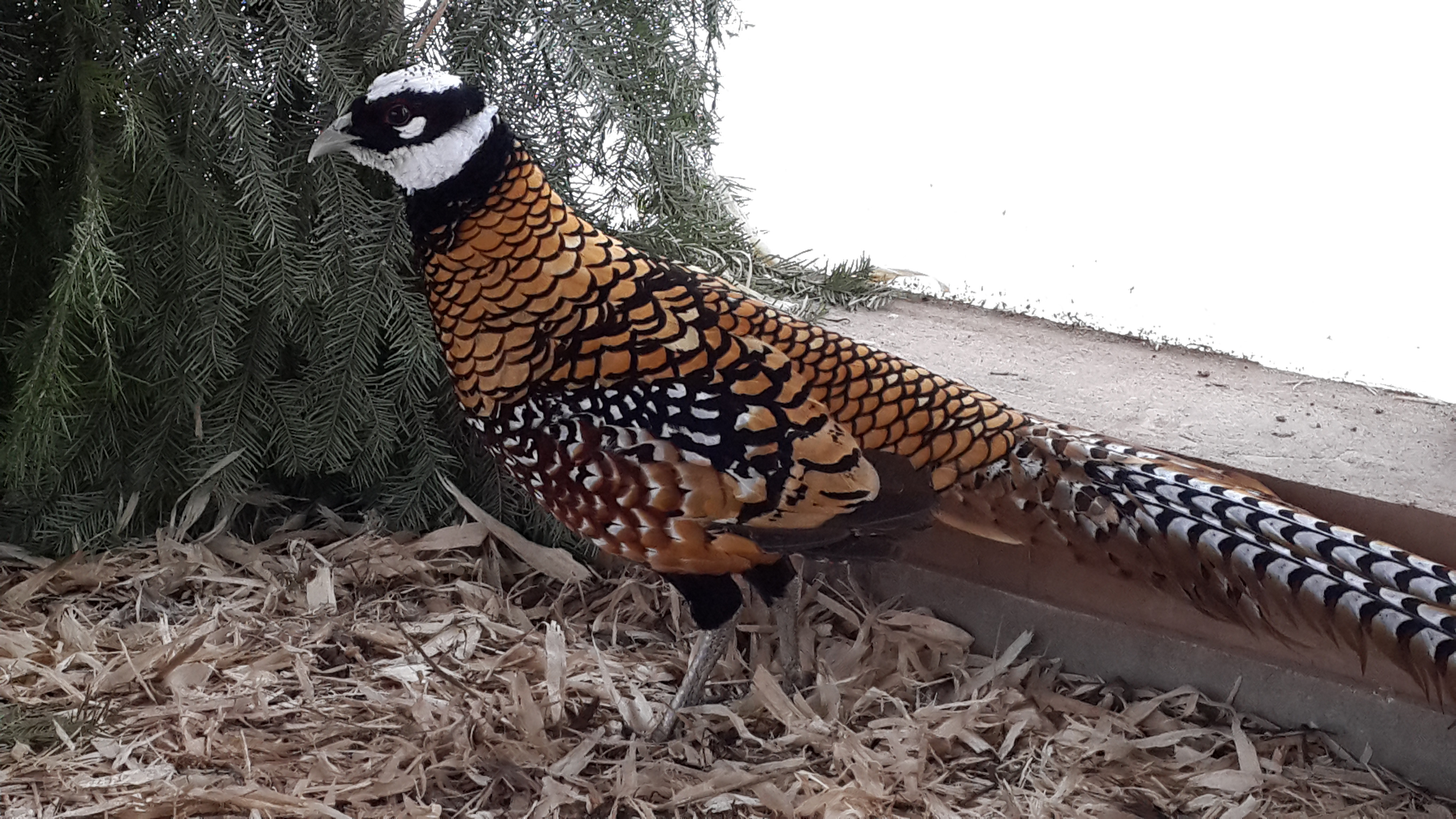 Павлиньи фазаны – фото, особенности этих птиц, правила разведения