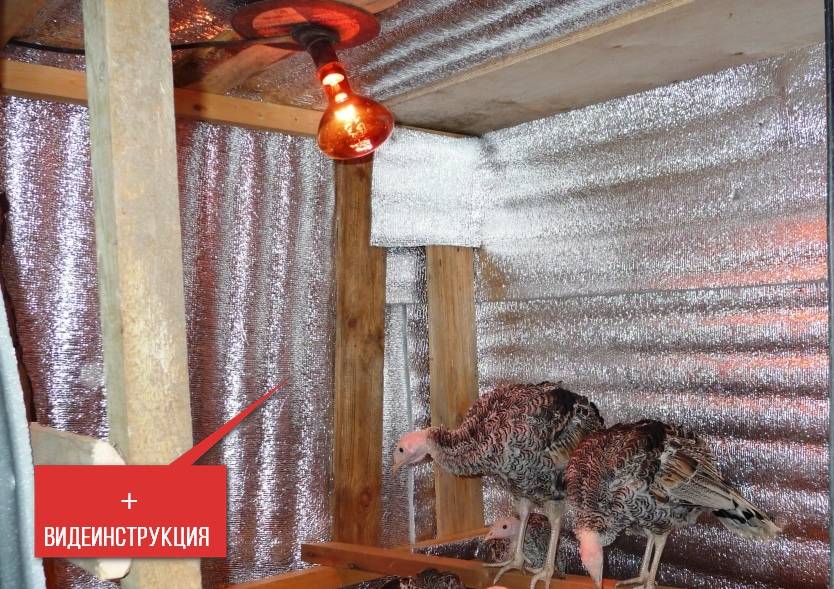 Утепление курятника изнутри на зиму