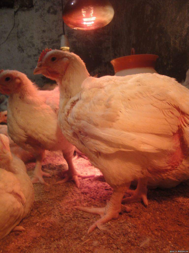 Бройлерные цыплята и куры для домашнего разведения