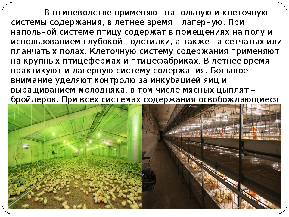 Санитарно-ветеринарные требования содержания птицы в частных крестьянских хозяйствах