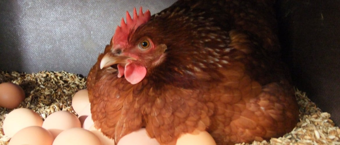 7 самых важных причин, почему курицы перестают нести яйца