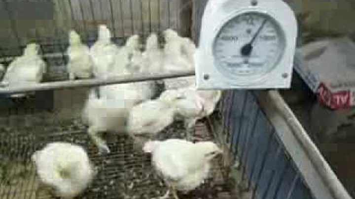 Простой способ взвешивать цыплят без стресса