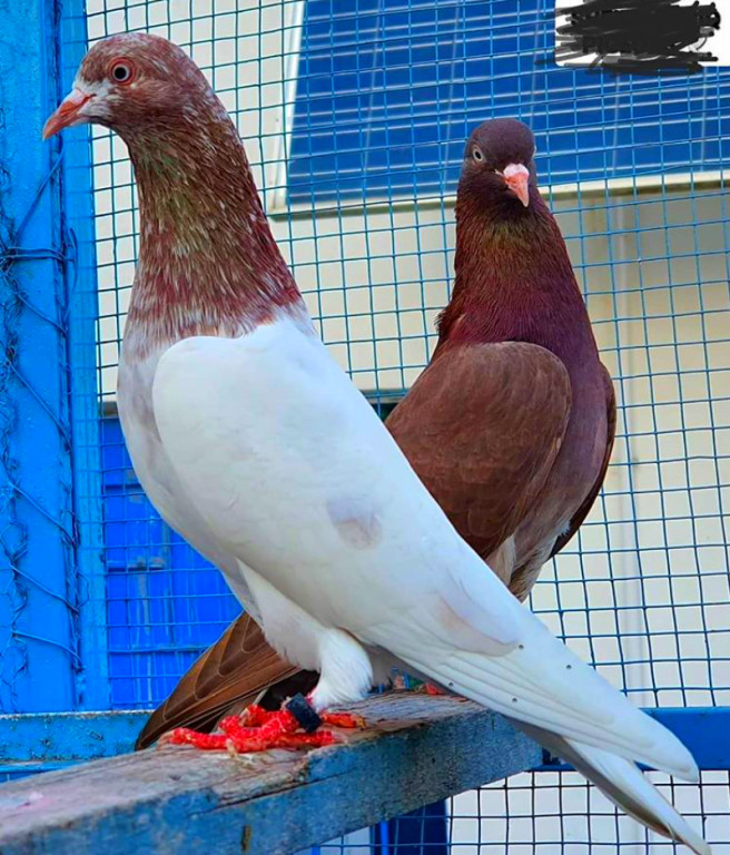 Породы голубей: самые известные представители четырех основных породных групп
