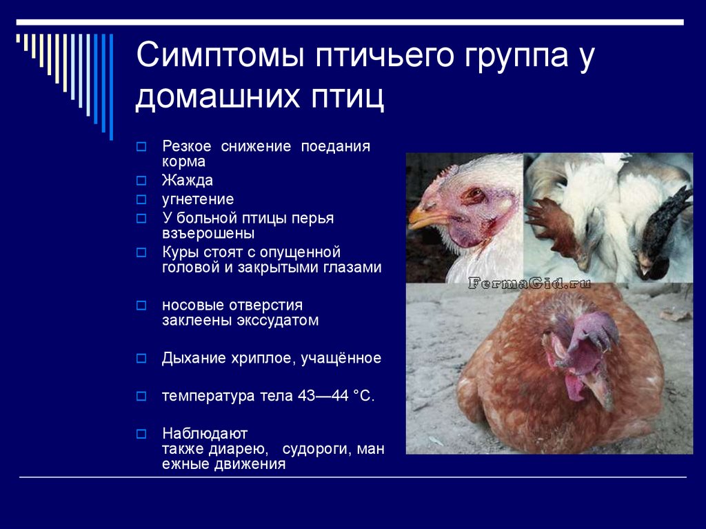 Птичий грипп опасен для человека? Симптомы и лечение.