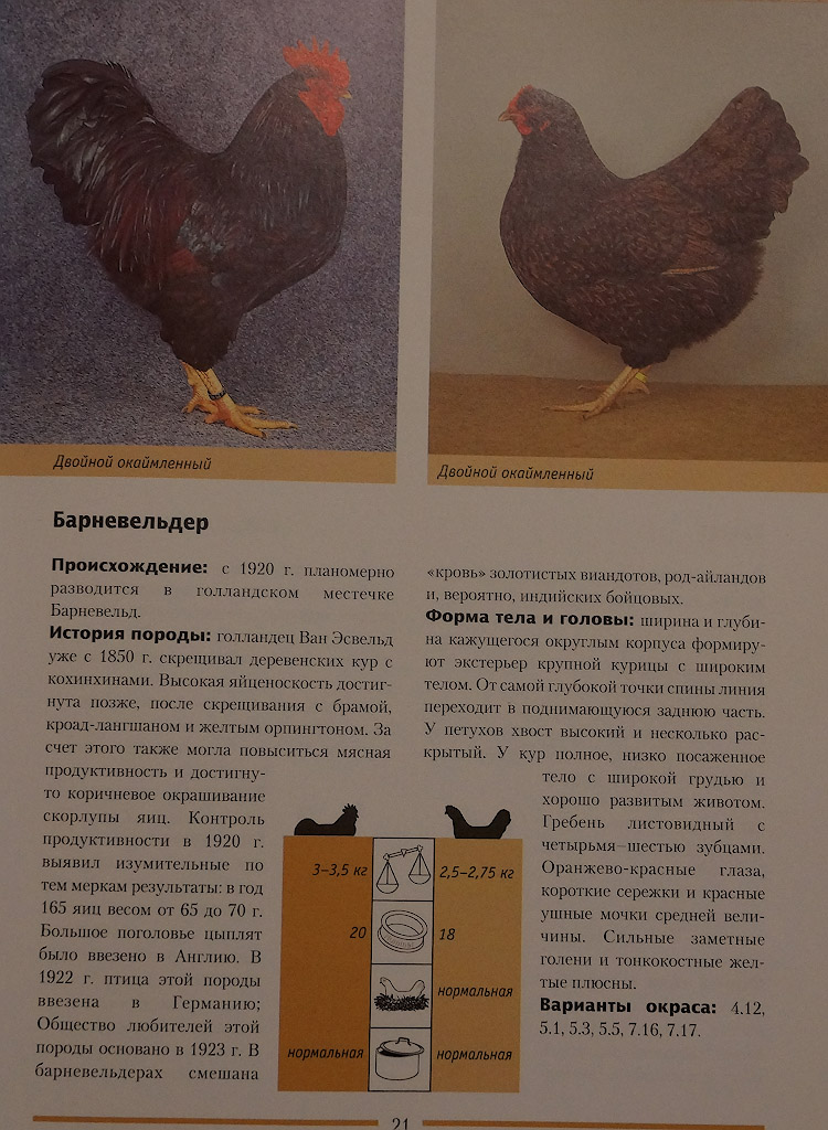 Ливенская - мясо-яичная порода кур. Описание, характеристики, выращивание, кормление и инкубация
