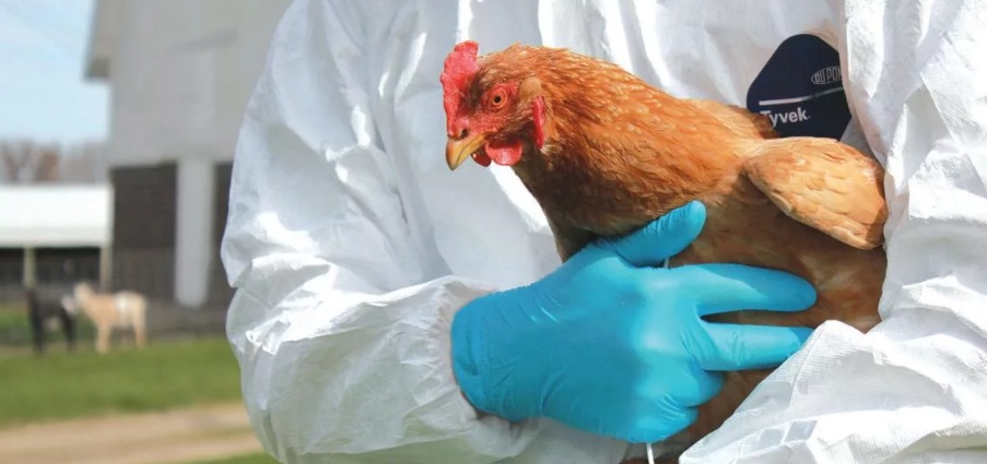 Птичий грипп у кур: симптомы, течение, профилактика и лечение