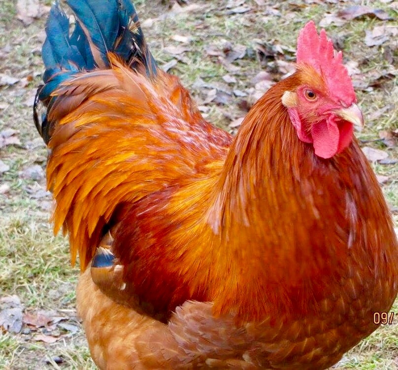 Нью Гемпшир порода кур – описание, фото и видео