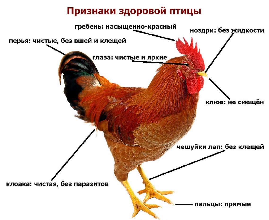 Как узнать возраст курицы?