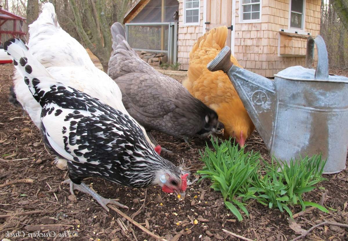 Каких домашних птиц выгоднее содержать по корму?