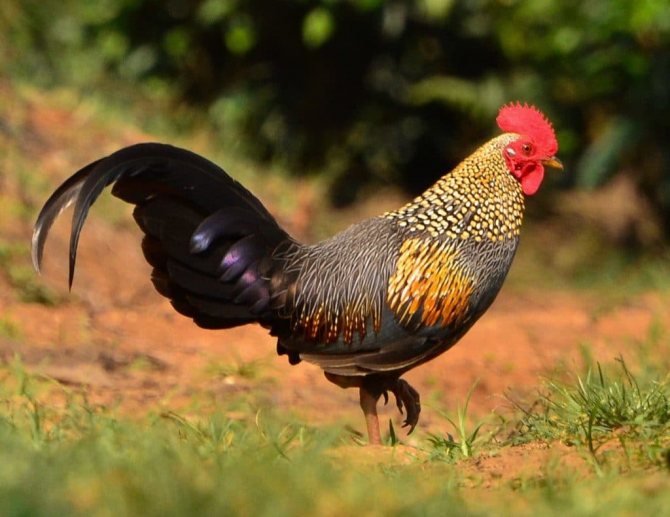 Кубалая - бойцовая порода кур. Описание, содержание, разведение, кормление и инкубация