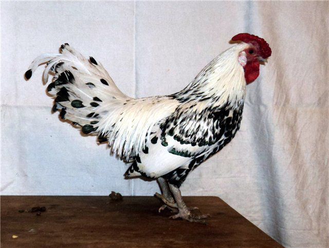 Гамбургская - декоративная порода кур. Описание, особенности разведения и выращивания, кормление
