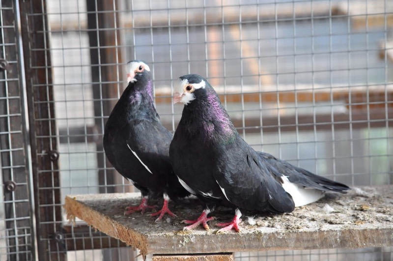Порода курских голубей – особенности внешнего вида, летные характеристики