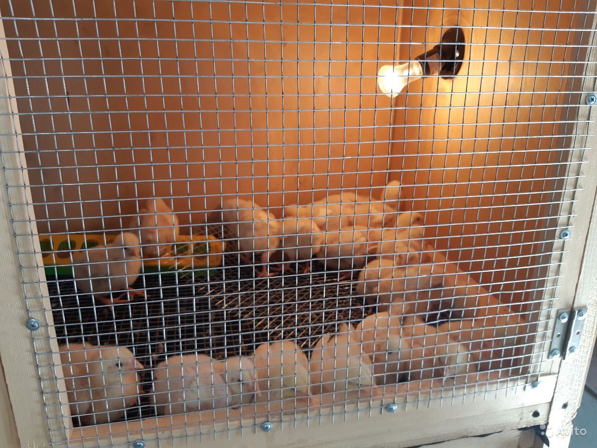 Подготовка брудера для суточных цыплят