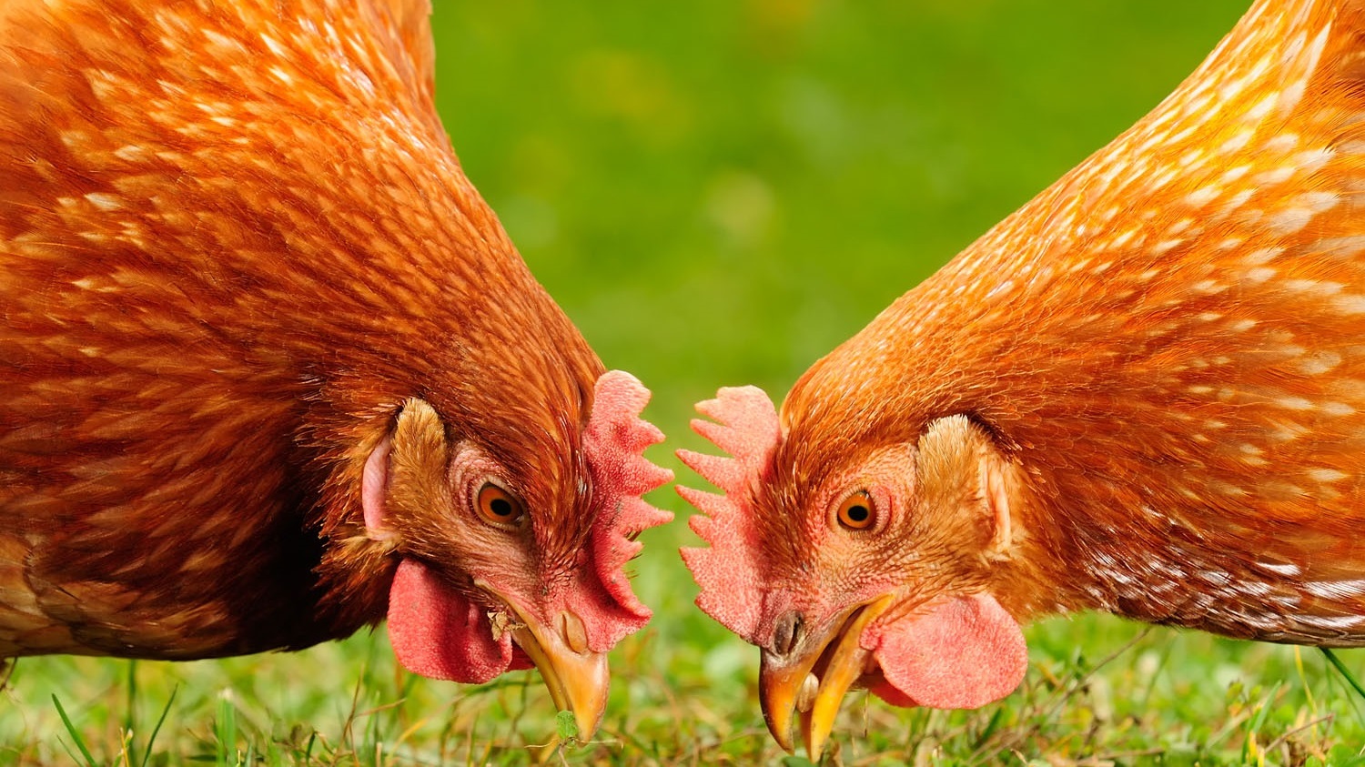 7 невероятных фактов про кур и петухов