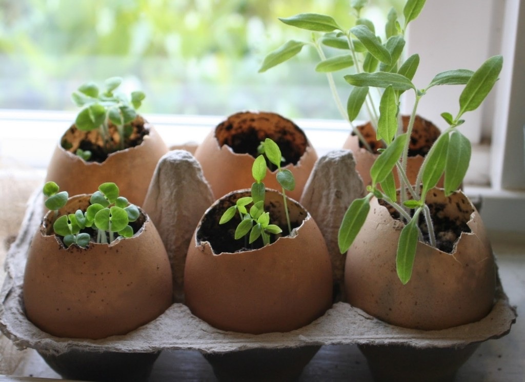 Яичная скорлупа для огорода и комнатных растений