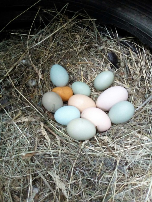 Куры породы Амераукана — куры несущие голубые яйца