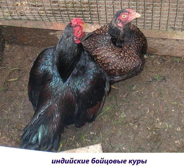 Калаханди порода кур — описание и фото