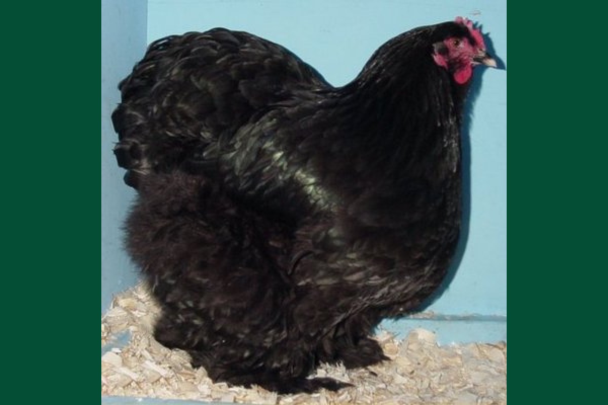 Кохинхин - мясная порода кур. Описание, характеристики, выращивание и правила ухода, яйценоскость