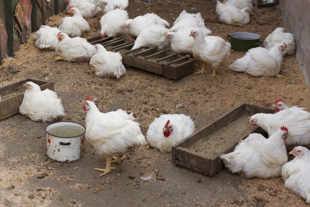 Выращиваем бройлеров на мясо, яйцо и цыплят
