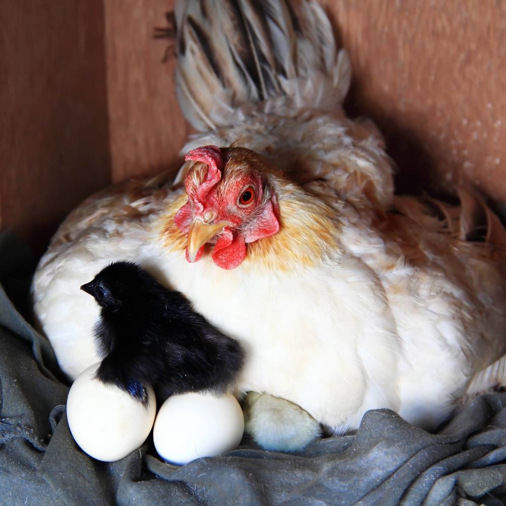 Курица высиживает цыплят 3 недели, сколько дней проходит до появления цыплят из яйца?