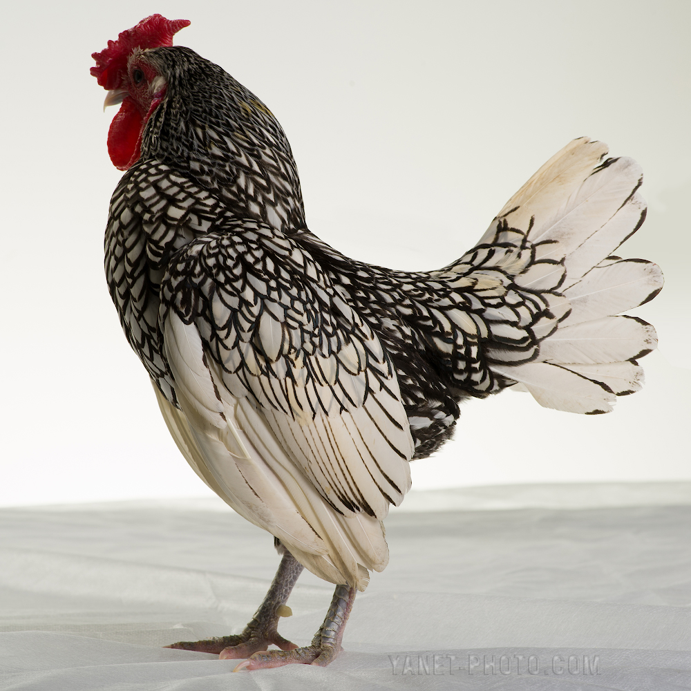 Сибрайт порода кур – описание, фото и видео