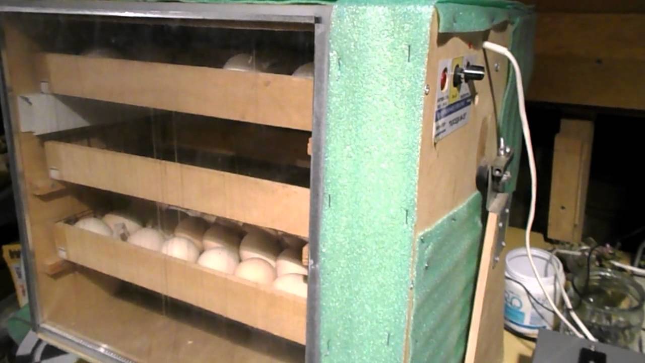 Инкубация перепелиных яиц в домашних условиях