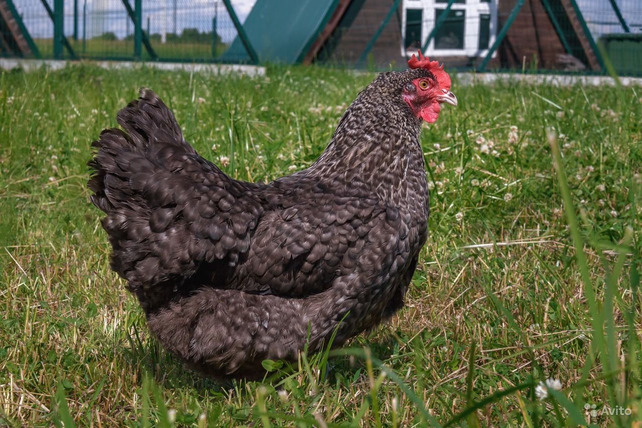Шотландская Дампи порода кур – описание с фото и видео