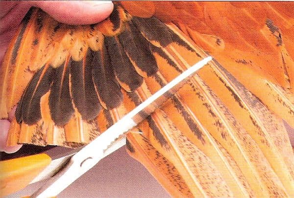 Как подрезать крылья курам, чтобы не летали — фото и видео советы
