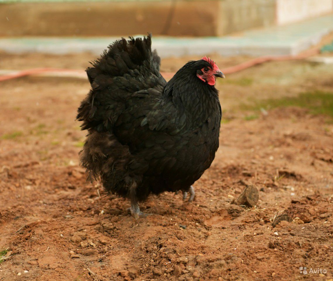 Моравская черная порода кур – описание и фото