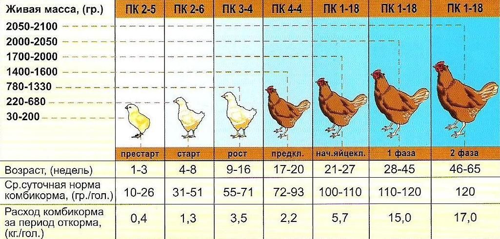 Все о поении кур: количество воды, температура, соотношение к корму