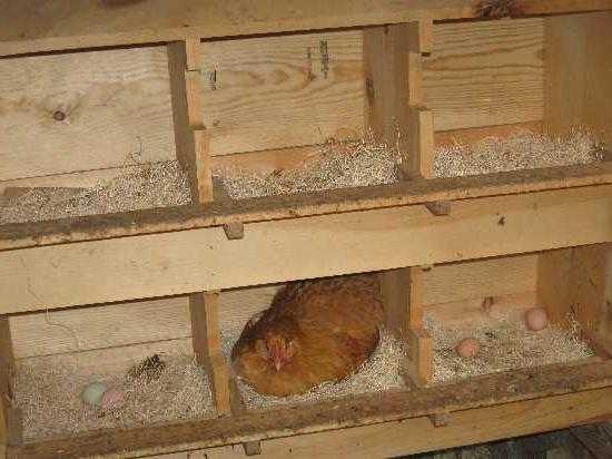 Как приучить курицу нестись в гнезде, а не на полу?