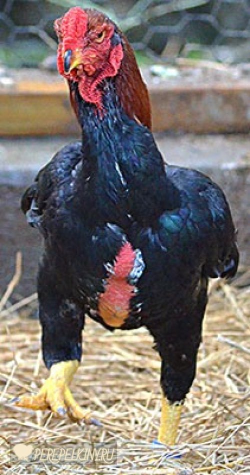 Ямато порода кур – описание с фото и видео