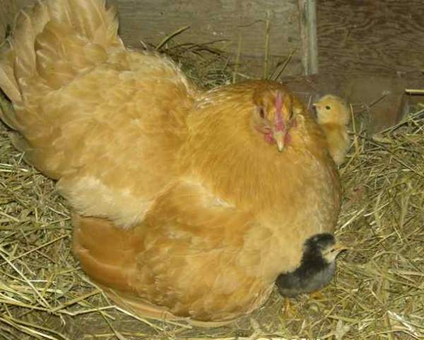 Выведение цыплят курицей наседкой