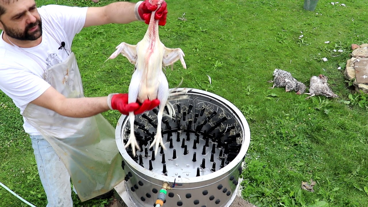 Полезные и эффективные методы как ощипать гуся быстро