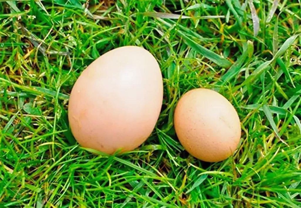 Почему курица несет мелкие яйца?