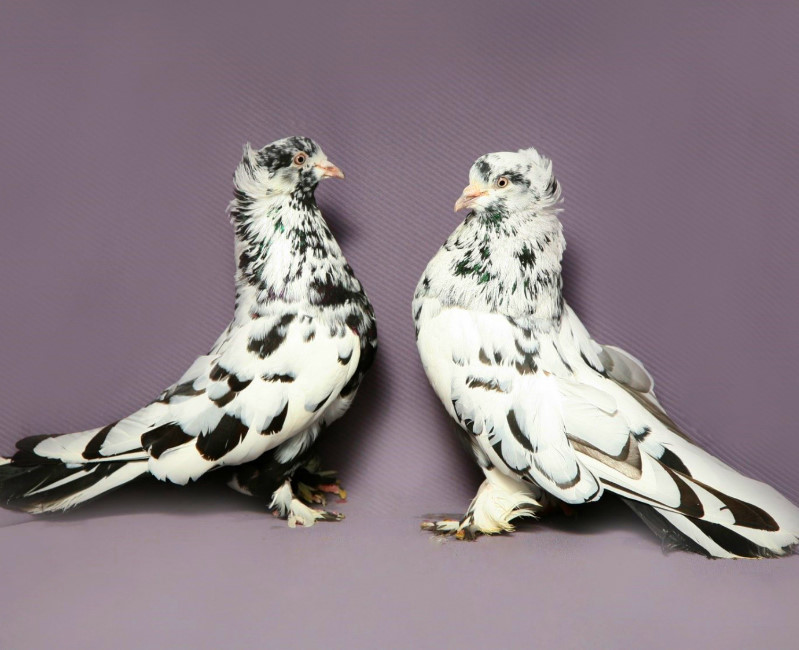 Венгры, или венгерские высоколетные голуби – характеристики породы, содержание