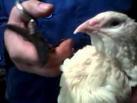 Как подстричь куриный клюв и чем лучше обрезать