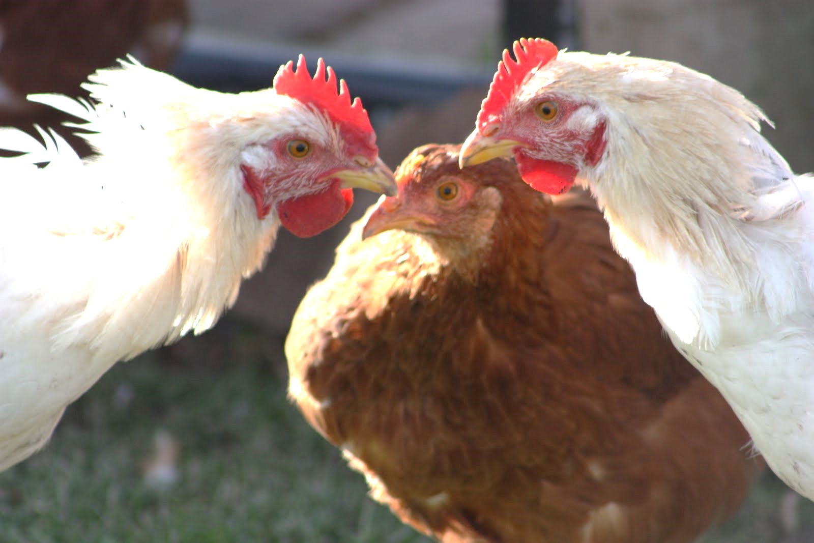 Курица клюет своих цыплят — что делать?
