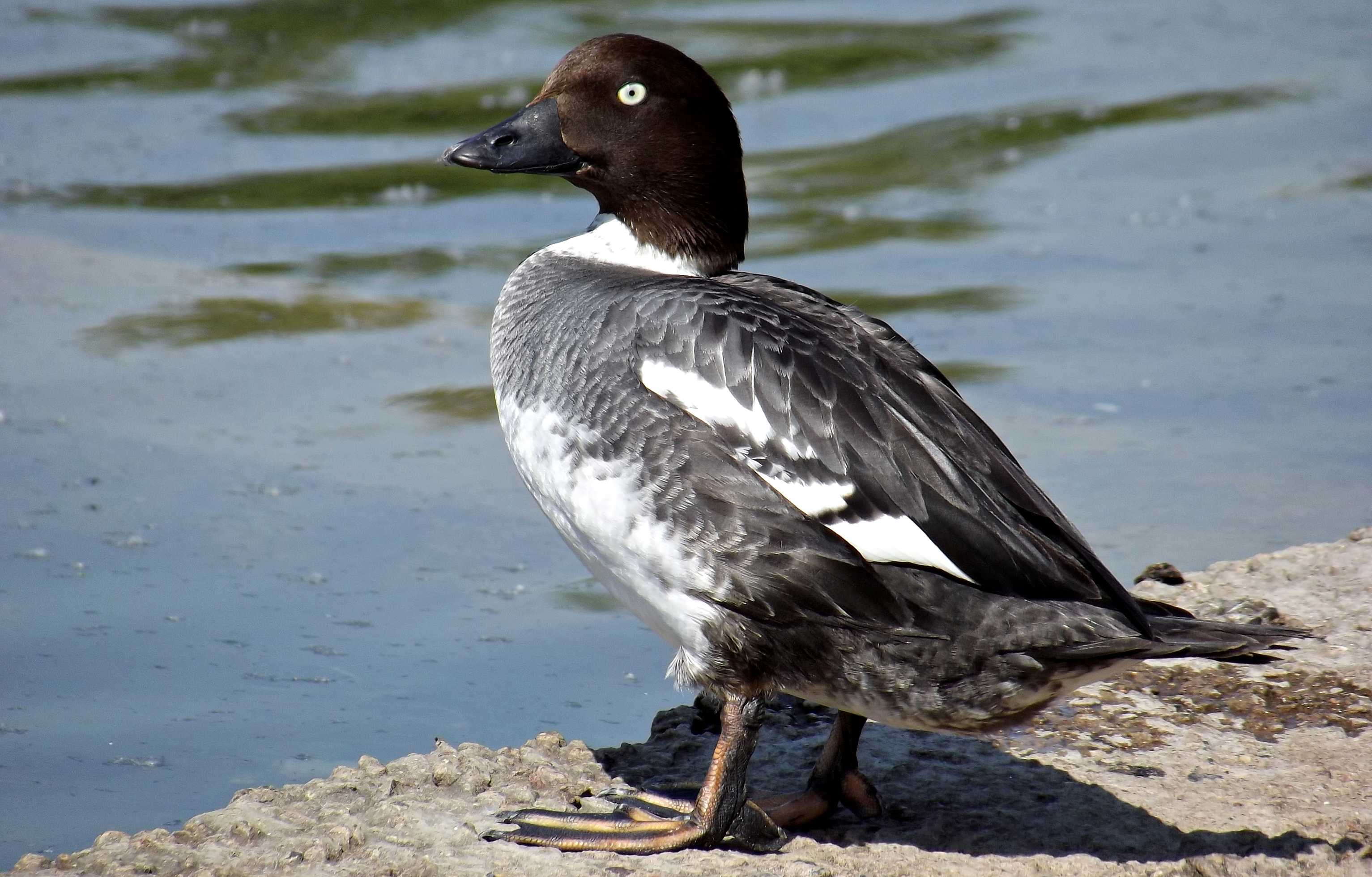 Необычные дикие нырковые утки – красивые обитатели болот и рек