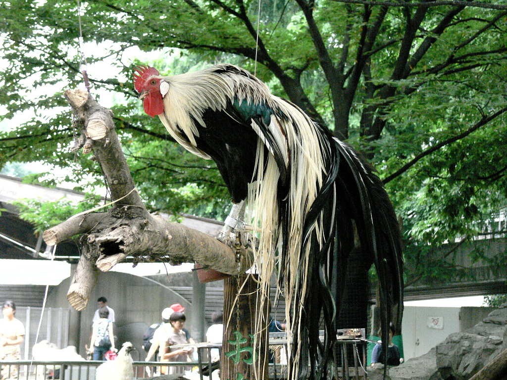 Йокогама - декоративная порода кур. Описание, характеристика, содержание и уход, кормление