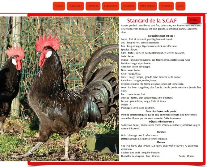 Барбезье - мясо-яичная порода кур. Описание, характеристики, выращивание, нюансы кормления и инкубации