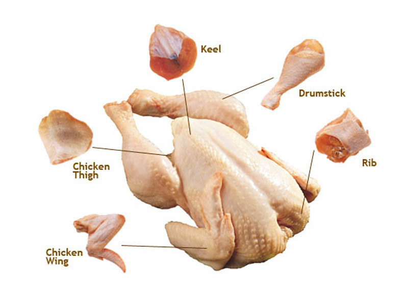 Анатомическое строение курицы: скелет птицы и устройство внутренних систем, правила разделки тушки