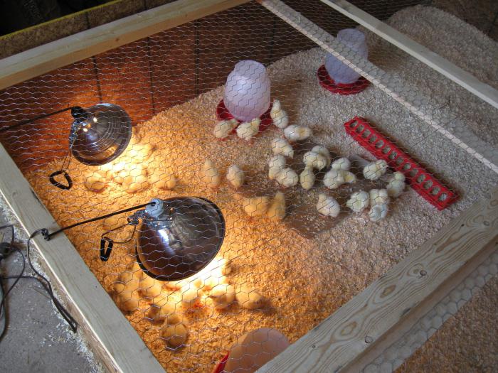 Как самостоятельно вырастить цыплят дома весной