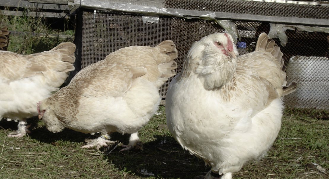 Фавероль - мясо-яичная порода кур. Описание, содержание и выращивание, правила инкубации