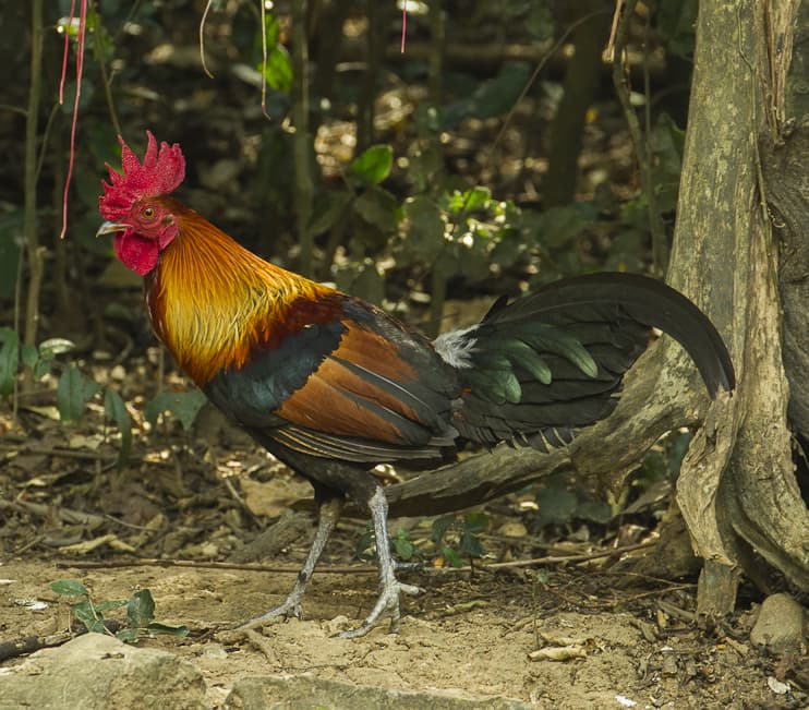 Банкивская курица – дикая птица родом из тропиков
