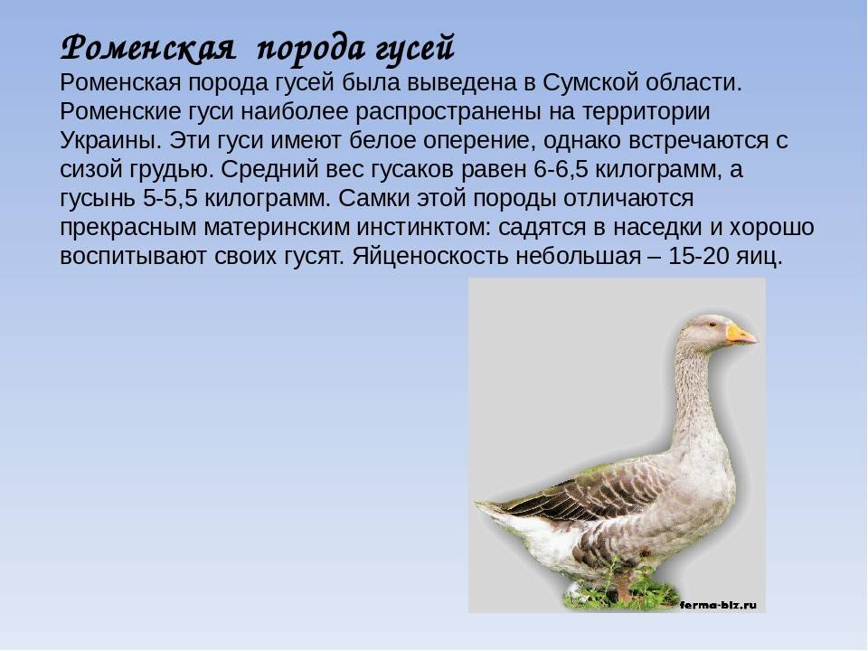 Породы домашних гусей