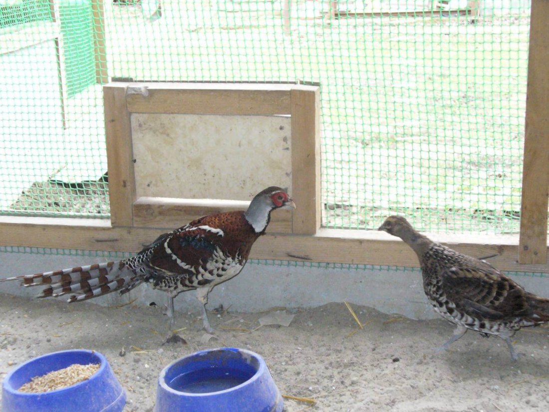 Обыкновенный фазан: описание породы, размножение и питание