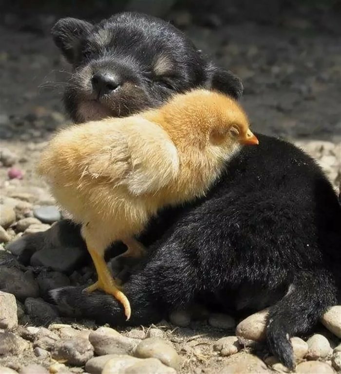 Дружба кур и цыплят с другими животными